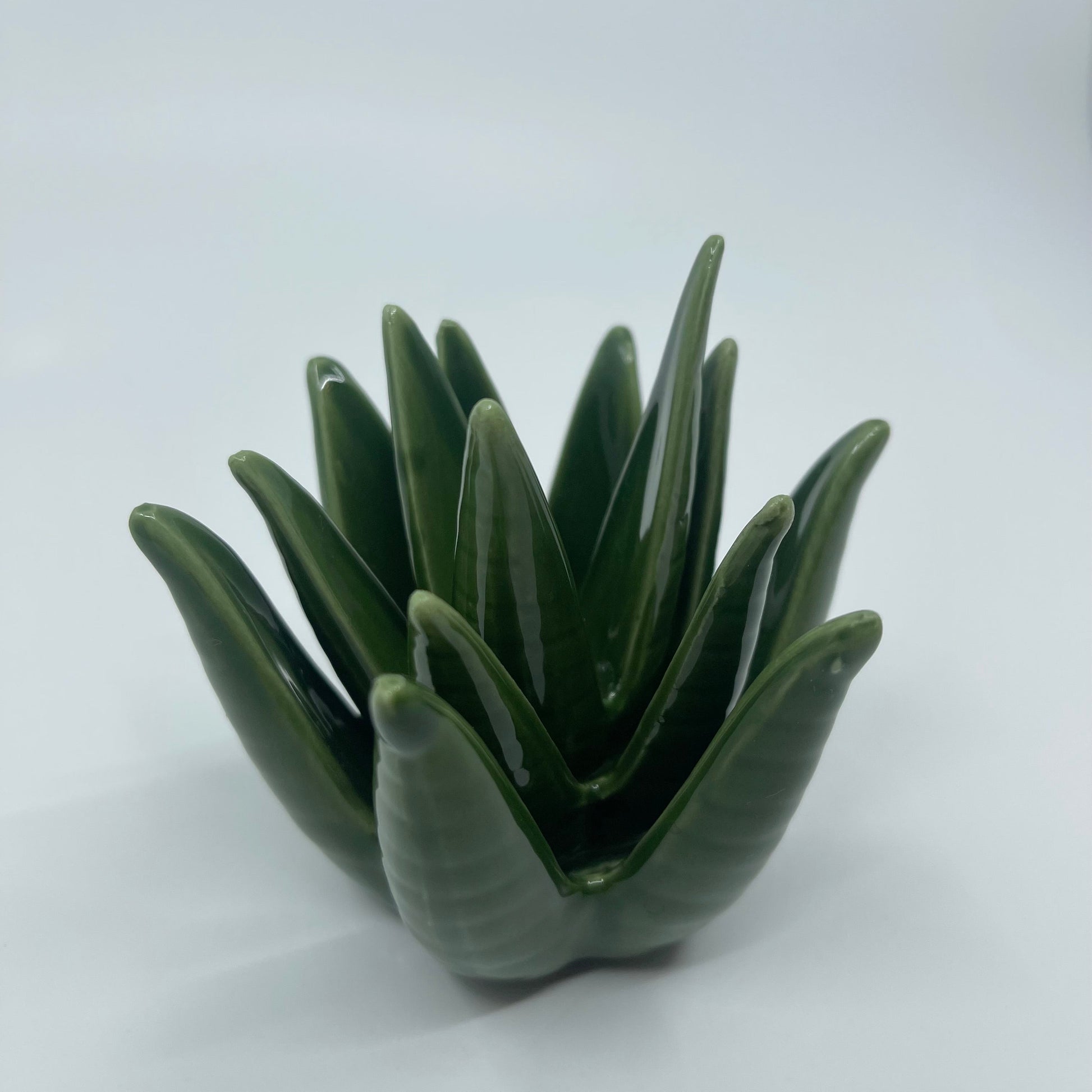 Green aloe vera plant on a white background
